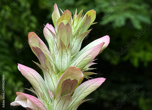 Obraz na plátně Acanthus mollis Flower Spike Close Up – Bear’s Breeches Ornamental Plant