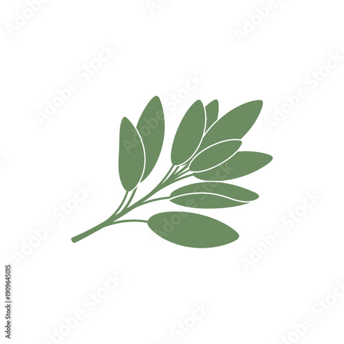 Sage Branch Illustration Flat Minimalist Botanical Vector Art Green Leaves