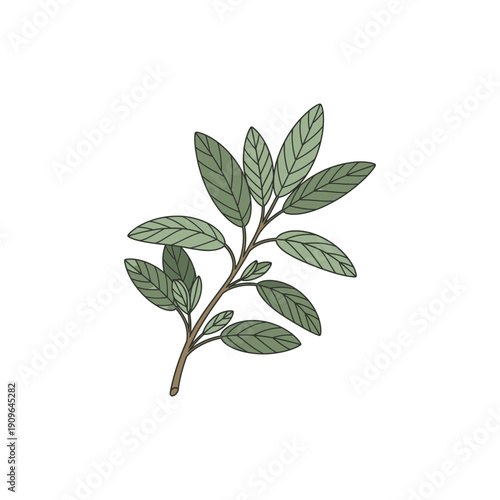 Sage Branch with Muted Green Leaves, Hand-Drawn Vector Botanical Illustration, Flat Icon Design