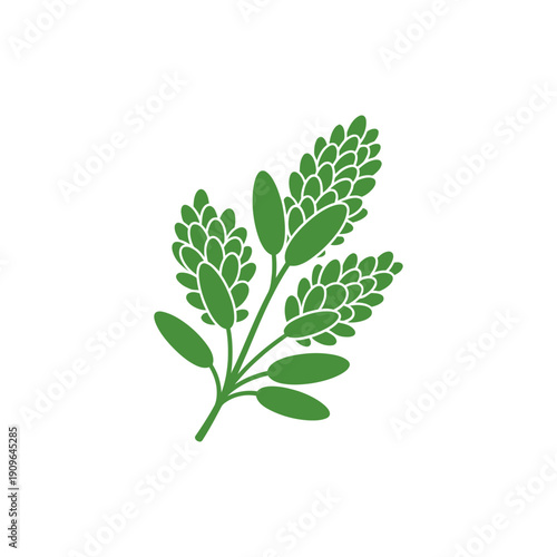 Sage Branch with Leaf Clusters and Buds, Green Plant, Botanical Flat Vector Illustration