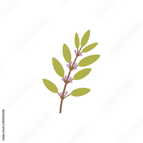 Sage Branch with Olive Green Leaves and Lavender Buds, Minimalist Botanical Illustration, Vector Art