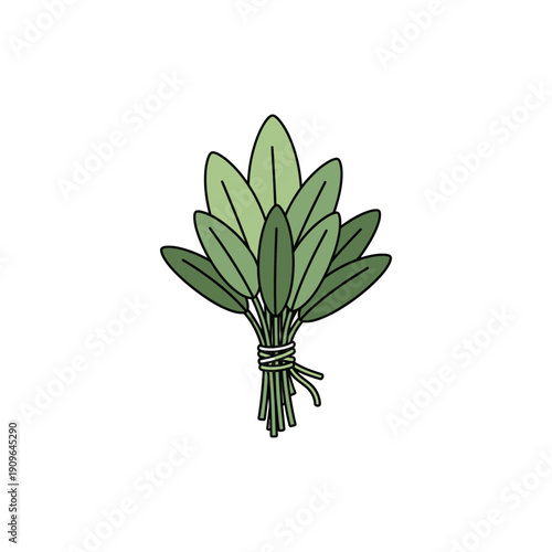 Sage Leaf Bundle with Twine, Flat Vector Illustration, Green Leaves Icon