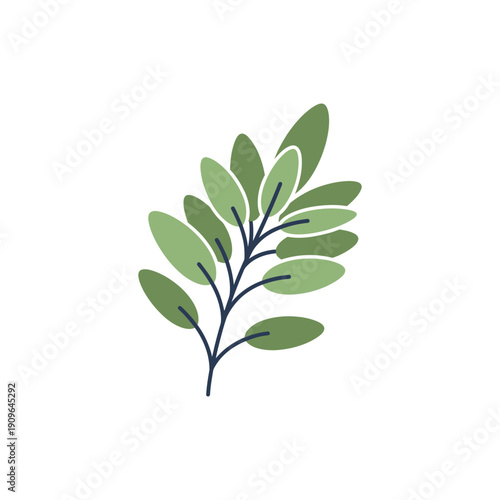 Sage Branch with Small Ovular Leaves in Two Shades of Green, Flat Vector Botanical Illustration