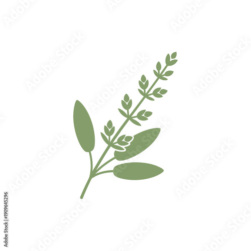 Sage Branch with Small Buds and Oval Leaves, Muted Green Minimalist Botanical Illustration Vector Icon