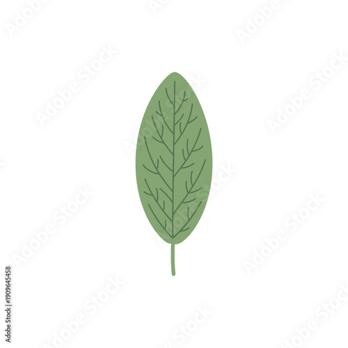 Single Sage Leaf with Detailed Veins, Minimalist Flat Vector Illustration
