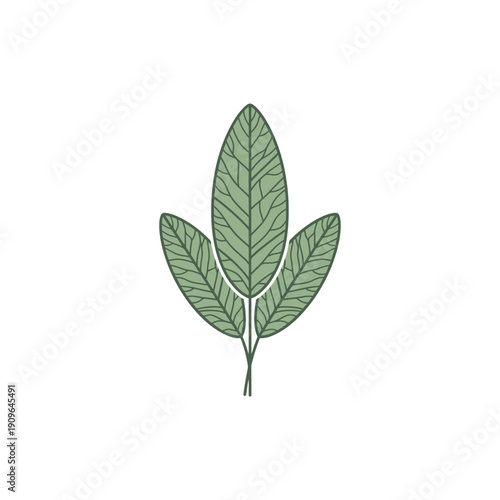Three Sage Leaves with Vein Details, Minimal Flat 2D Illustration, Isolated on White
