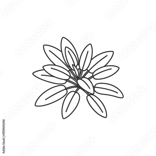 Black and White Sage Plant Cluster, Minimal Line Art Illustration