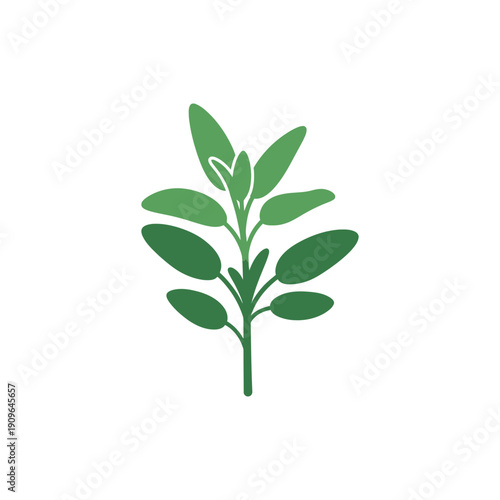 Stylized Sage Plant Sprig with Green Leaves, Minimal Flat 2D Illustration