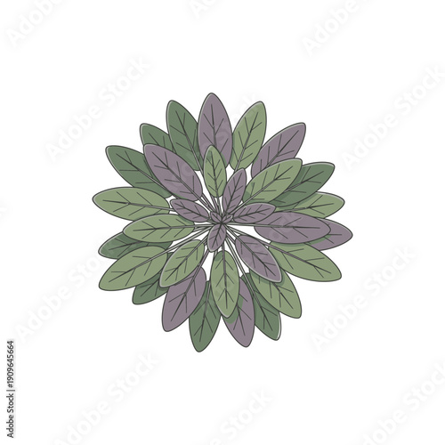 Top View Sage Leaf Rosette with Green and Mauve Leaves, Flat Illustration