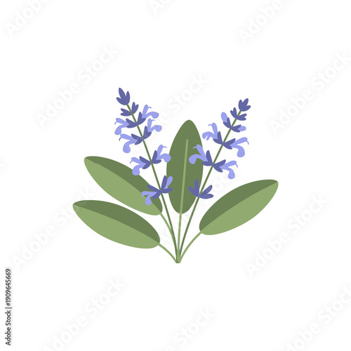 Sage Plant with Flowers Flat 2D Vector Illustration Botanical Herb Art