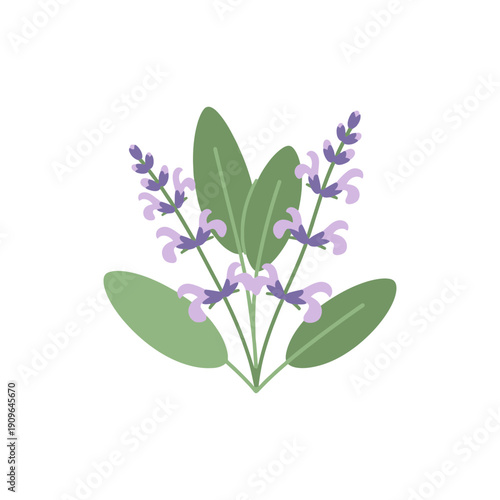 Flowering Sage Plant with Green Leaves and Purple Blooms Flat Illustration