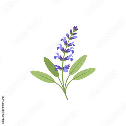 Single Sage Sprig with Blue-Violet Flowers, Flat Botanical Vector Illustration