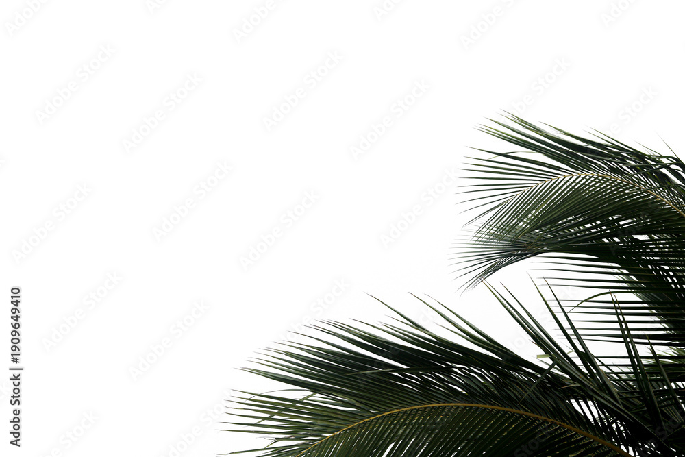 Fototapeta premium A simple, clean image of palm leaves in the right corner, designed for versatile use. Ideal for web design, cards, or adding a tropical and natural touch to creative projects.