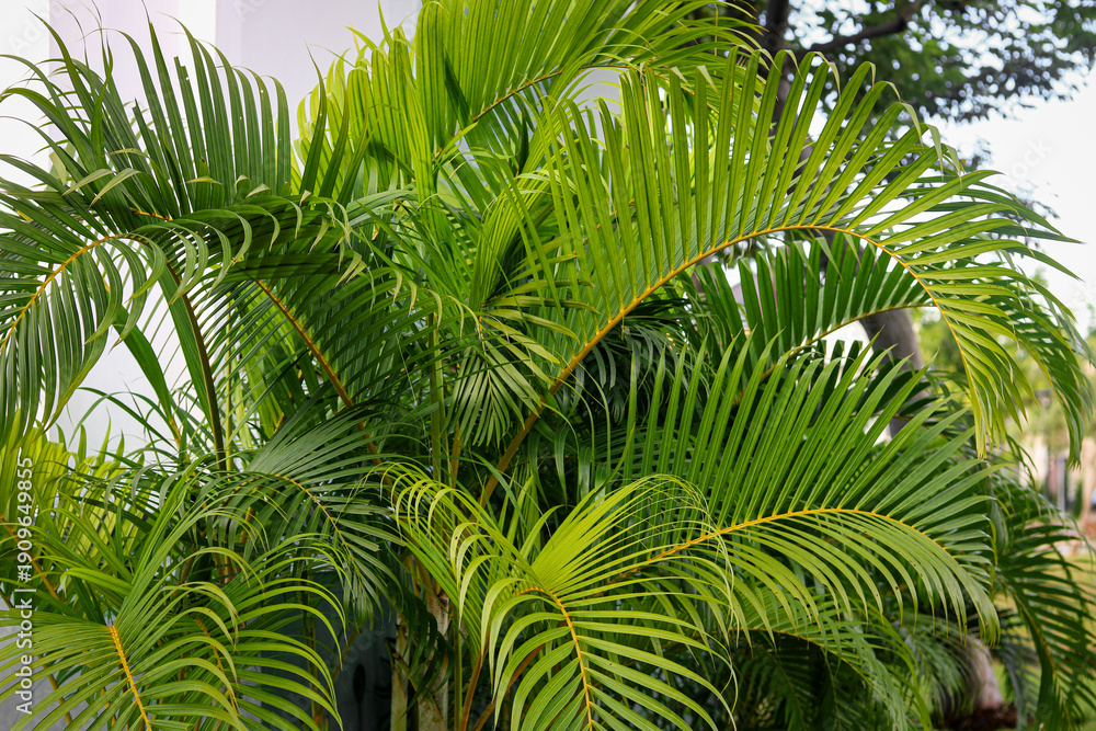 Fototapeta premium Bright green palm fronds growing in a sunny outdoor garden. Exotic tropical foliage with feathery leaves, suitable for nature-themed marketing and summer lifestyle backgrounds.