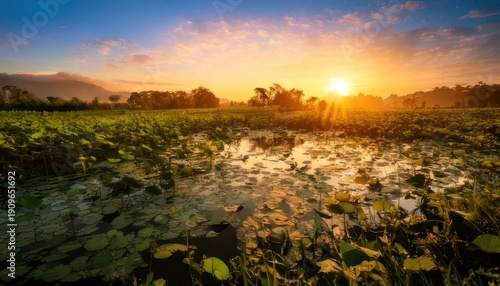 Golden sunrise over a tranquil wetland landscape with lush vegetation.