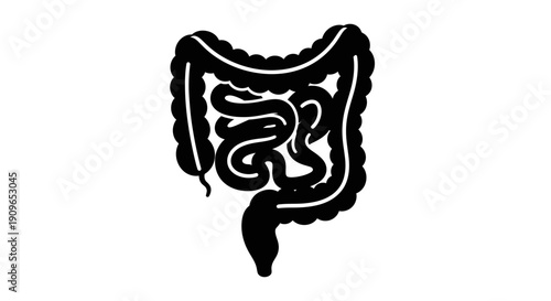 Detailed illustration of human digestive system anatomy displayed on white background