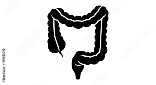 An illustration of a human large intestine anatomy