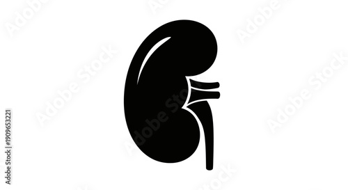 An illustration of a kidney with ureter and renal vein in a medical graphic