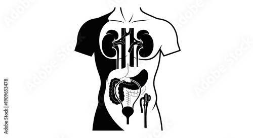 Human body anatomy illustration showing internal organs, torso view, medical diagram, healthcare concept, detailed human structure