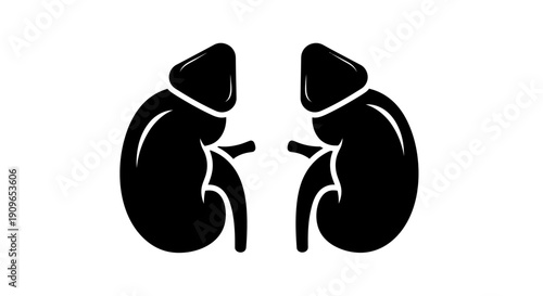 An illustration depicts two detailed human kidneys side by side with their blood vessels.