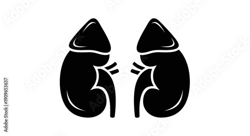 An illustration of two human kidneys side by side with detailed internal structures shown.