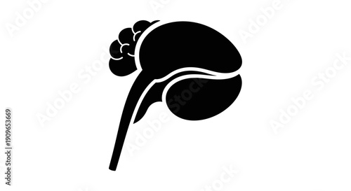 An illustration of a kidney with ureter and adrenal gland shown in a medical context.