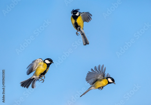 Natural animal design set of three brightly colored tits in different phases ...