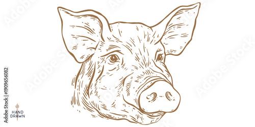 Pork, pig, hog, meat sketch, hand drawn. Vintage print, drawing with pig sketch ink pencil style drawing. Butchery pork pig head meat shop, text, typography. Vector Illustration
