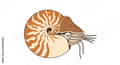 Illustration of a nautilus shell with detailed tentacles and natural patterns.