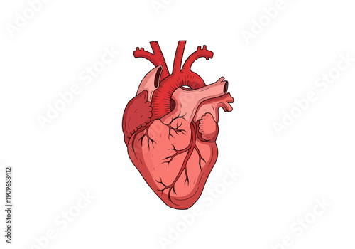 Human Anatomical Heart Organ Medical Cardiovascular Science Representation Isolated Graphic Element
