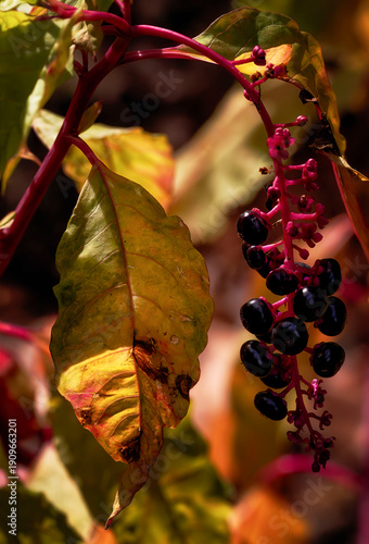 Hierba carmín, primavera