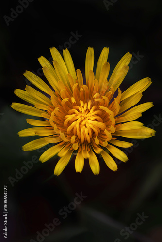 Diente de león, primavera