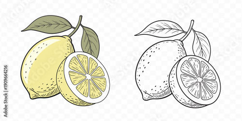 Hand drawn lemon and citrus fruit cross section illustration sketch