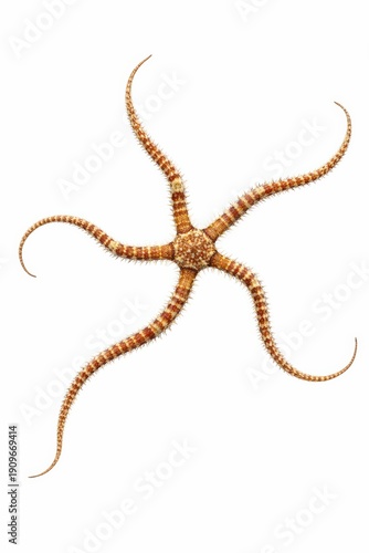 Delicate Brittle Starfish with Spiny Arms on Clean White Background