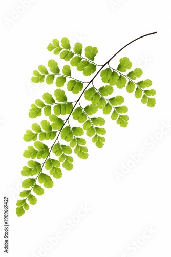 Delicate Green Fern Frond on White Background, Natural Beauty, Fresh Look