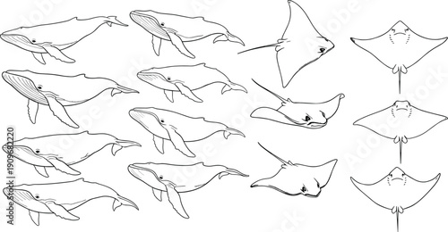 Vector illustration of whales and manta rays in black-and-white line art symbolizing marine life, ocean, biology, education, and nature
