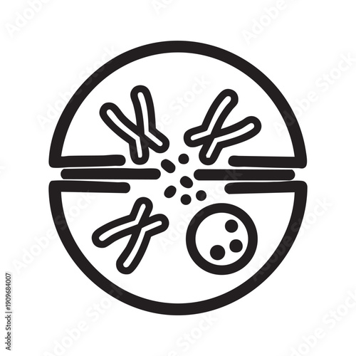 Cell division process with chromosomes and spindle fibers