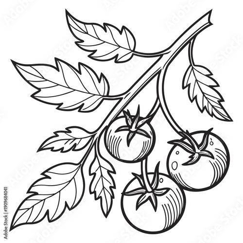 A beautifully illustrated branch of ripe tomatoes with lush green leaves