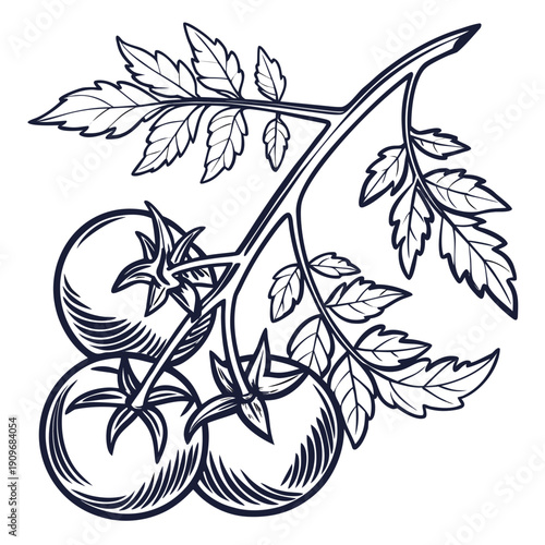 A detailed illustration of a bunch of grapes with leaves and stems