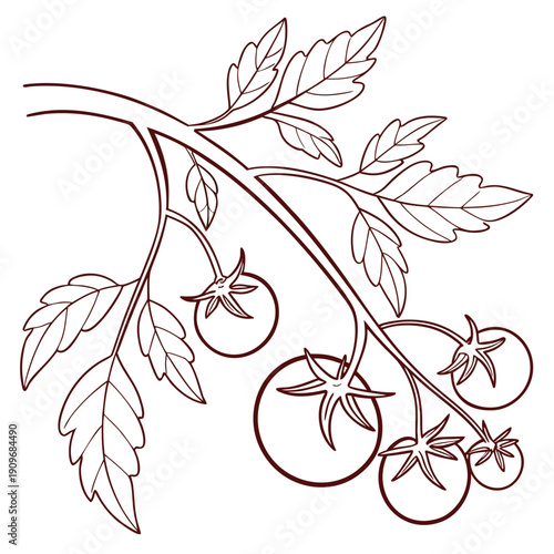 A delicate illustration of a branch with grapes and leaves