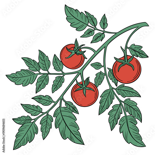 A vibrant illustration of a tomato plant with ripe red tomatoes and green leaves