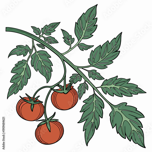 A vibrant illustration of a tomato plant with ripe red tomatoes and green leaves.