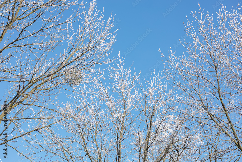 Fototapeta premium White treetops on a frosty day