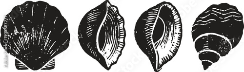 vintage seashell illustrations four detailed black and white shell drawings nautical marine life collection with ocean mollusk designs