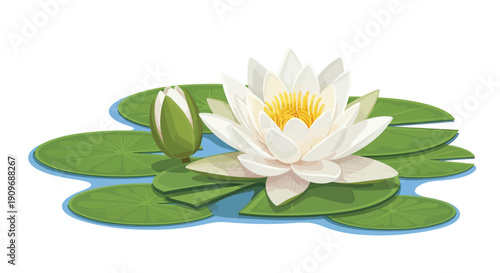 A blossoming white water lily with green pads floating on water