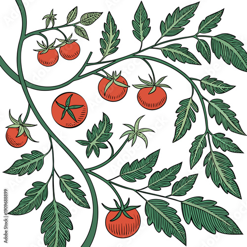 A vibrant illustration of a tomato plant with ripe red tomatoes and green leaves.