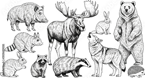 Vector illustration of woodland animals in black-and-white line art symbolizing wildlife, forest ecosystems, education, nature, and biology