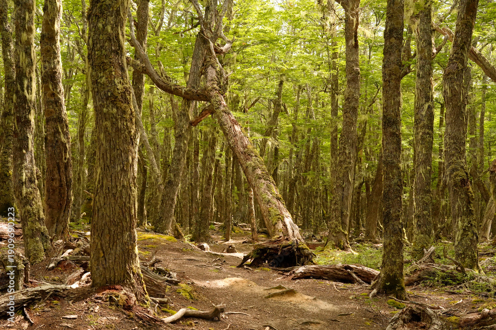 Fototapeta premium forest near ushuaia patagonia terra del fuego forest