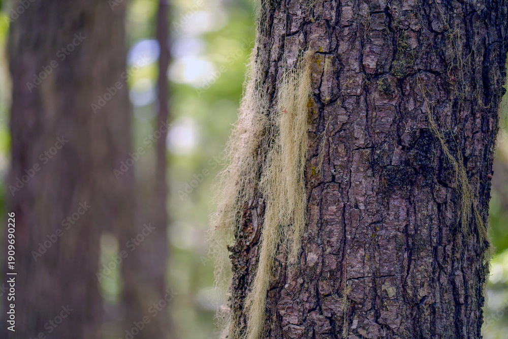 Obraz premium Barba de viejo Spanish moss Tillandsia usneoides in ushuaia patagonia terra del fuego forest