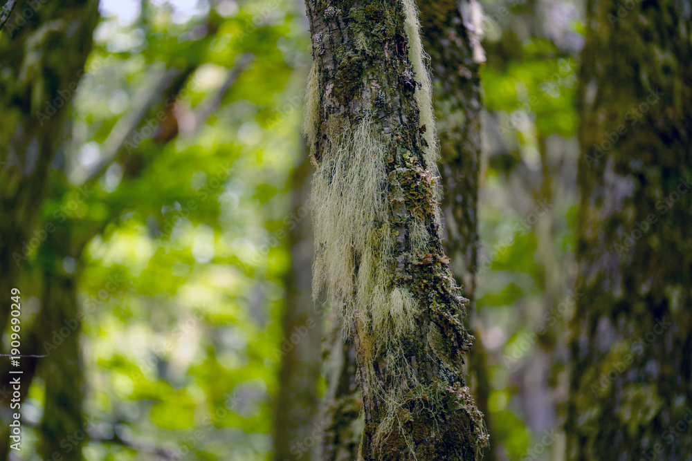 Obraz premium Barba de viejo Spanish moss Tillandsia usneoides in ushuaia patagonia terra del fuego forest